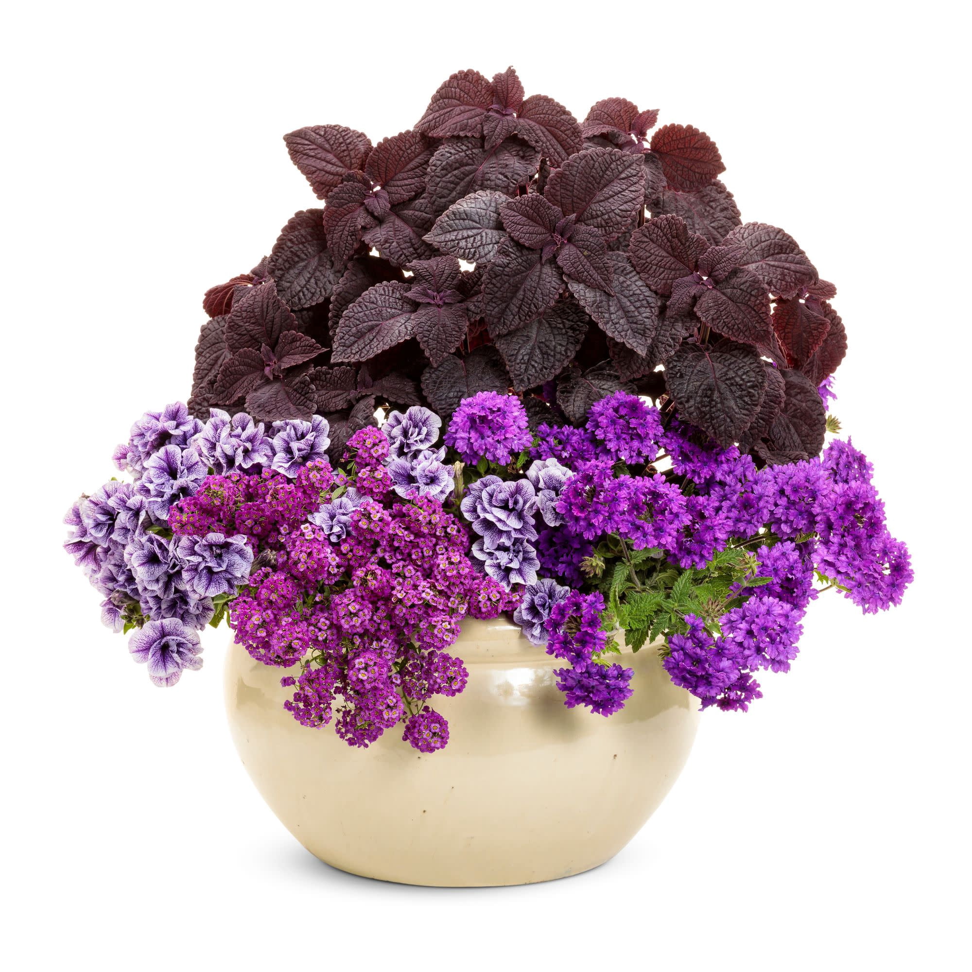 Proven Winners 4" Purple Superbena Cobalt Verbena Live Plant in 4.25" Pot (4 Count)