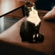 thumbnail image 3 of Lindos adornos de almohada de algodón PP, muñecos de peluche con forma de cachorro, muñeco de peluche suave. estilo E, 3 of 4