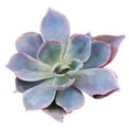 thumbnail image 2 of Echeveria Afterglow (4"+ Plastic Pot) - Tiny, Lovely, Easy to Care Rosette Succulents - Live Succulents for Home Indoor Place, 2 of 6