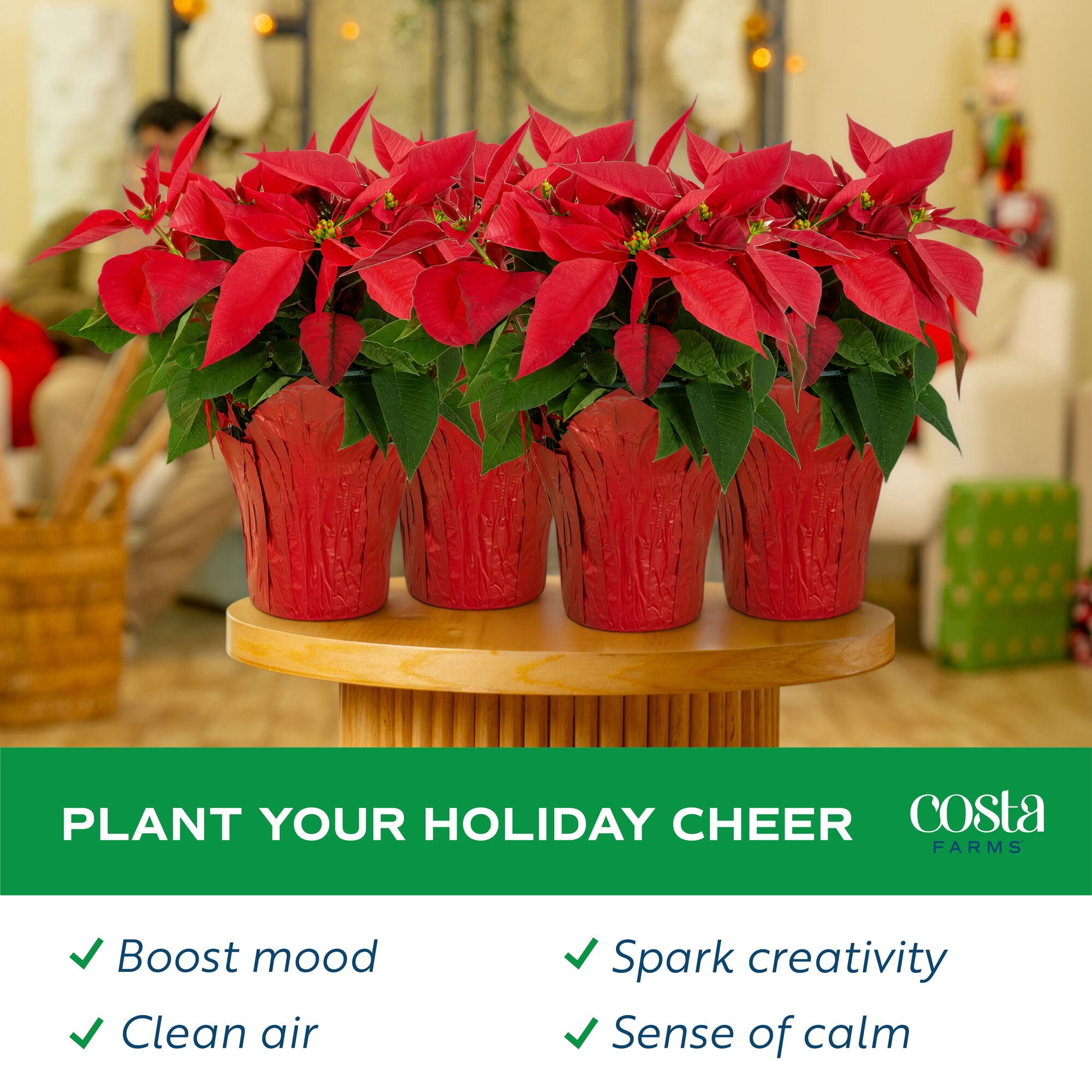 Costa Farms 6-10" Tall Red Poinsettia, Bright Indirect Sunlight, Indoor Live House Plants, 4-pk