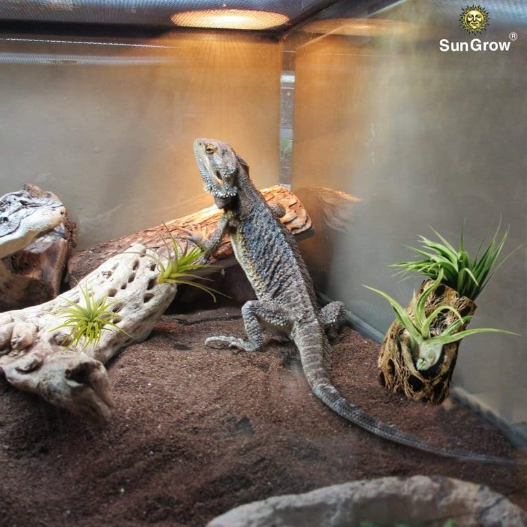 SunGrow Hermit Crab & Leopard Gecko Cholla Wood, for Aquarium Tank