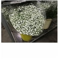 thumbnail image 3 of Paniculata Flor Natural Ramo de 25 tallos Blanco 80cm de alto, 3 of 4