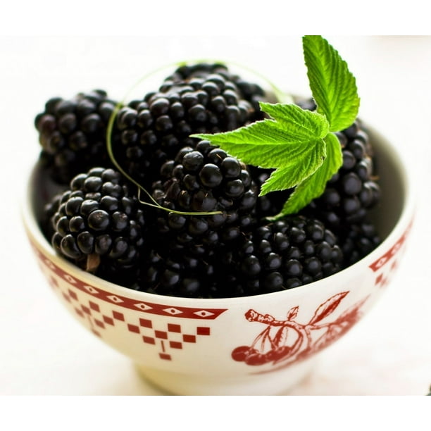 Ohio Treasure Everbearing Black Raspberry 2.5" Pot Extremely Hardy