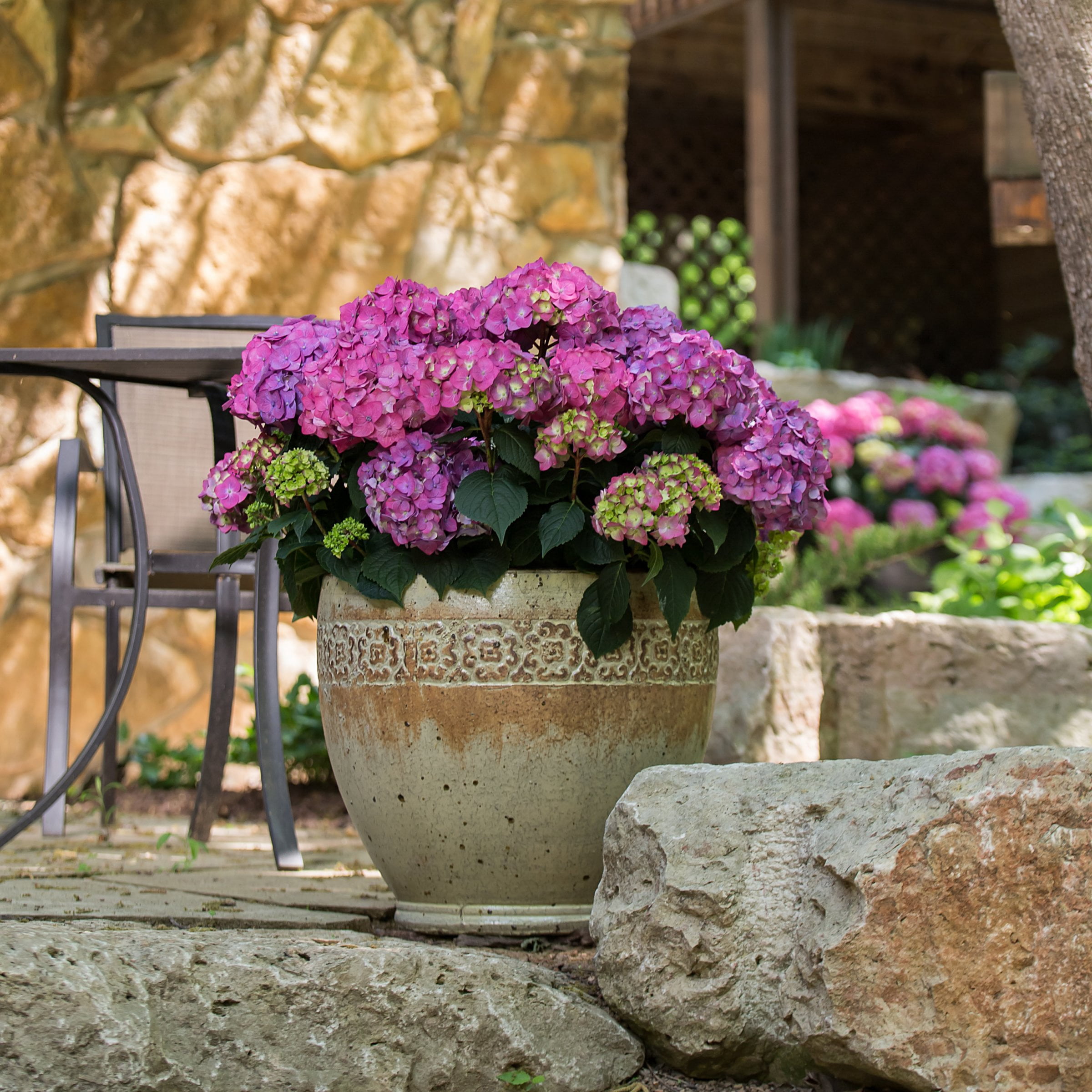 National Plant Network 1 gal. Hydrangea Endless Summer Summer Crush