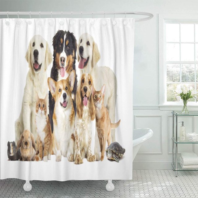 ABPHQTO Conjunto de cortinas de ducha de baño impermeables para perros y gatos, junto a un gato, en blanco, al lado de un gato, 165x180 cm ABPHQTO PKNMT66x72Shower-10172