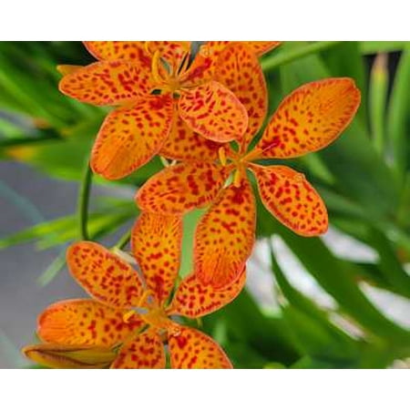 Freckle Face Blackberry Lily 1gal - Perennial