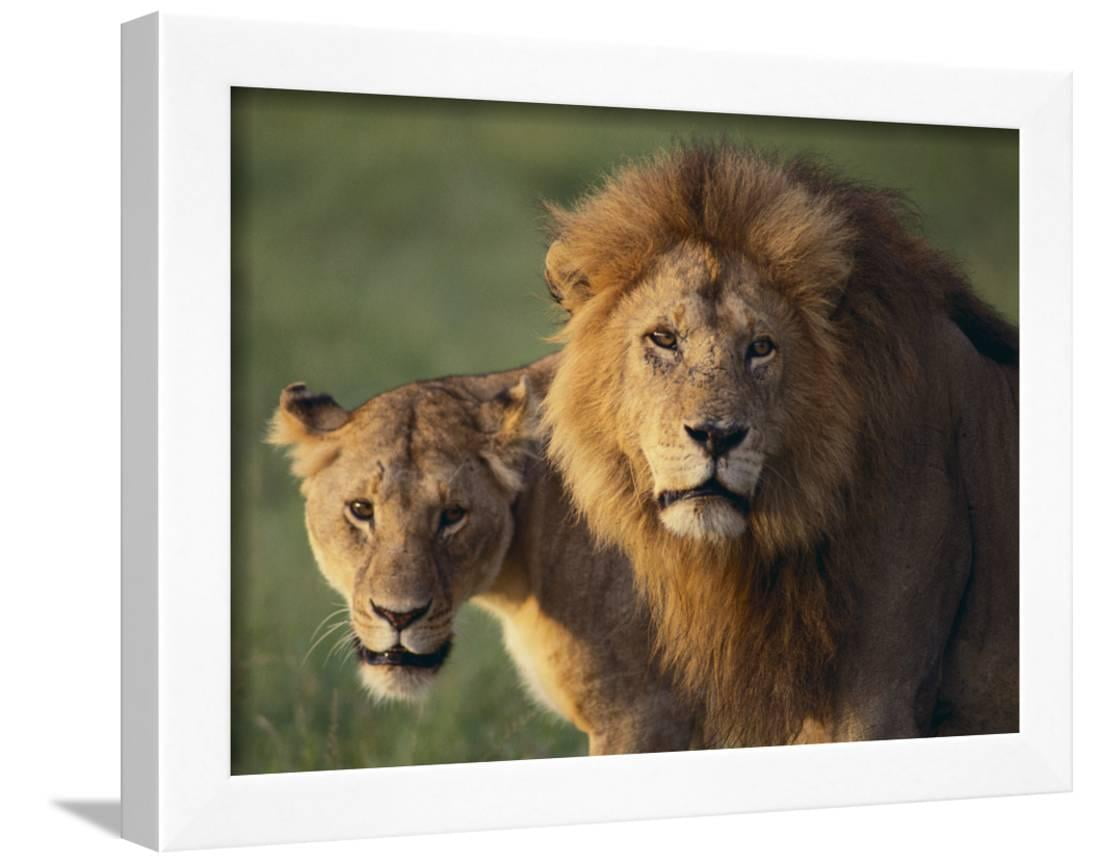 Lion And Lioness Framed Print Wall Art By Dlillc Com