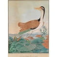 thumbnail image 2 of Aloys Zötl 11x14 Black Ornate Wood Framed Double Matted Museum Art Print Titled: The Colorful Jacana (1877), 2 of 5