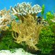 thumbnail image 3 of Fondo de Acuario 3D Yuyangstore Paisaje de Pecera Hierba, 3 of 8