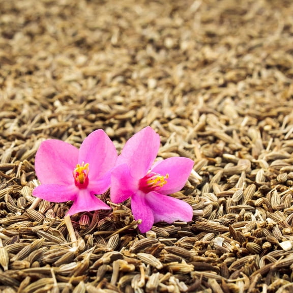 Cumin Seeds - 1 Gram ~300 Seeds - Cuminum cyminum - Culinary Herb Gardening Seeds - Non-GMO, Heirloom, Open Pollinated, Annual