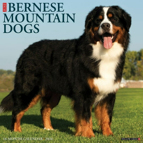 Willow Creek Press, Just Bernese Mountain Dogs 2026 Wall Calendar, 12'' X 12'', 18-Month Calendar with Stapled Binding