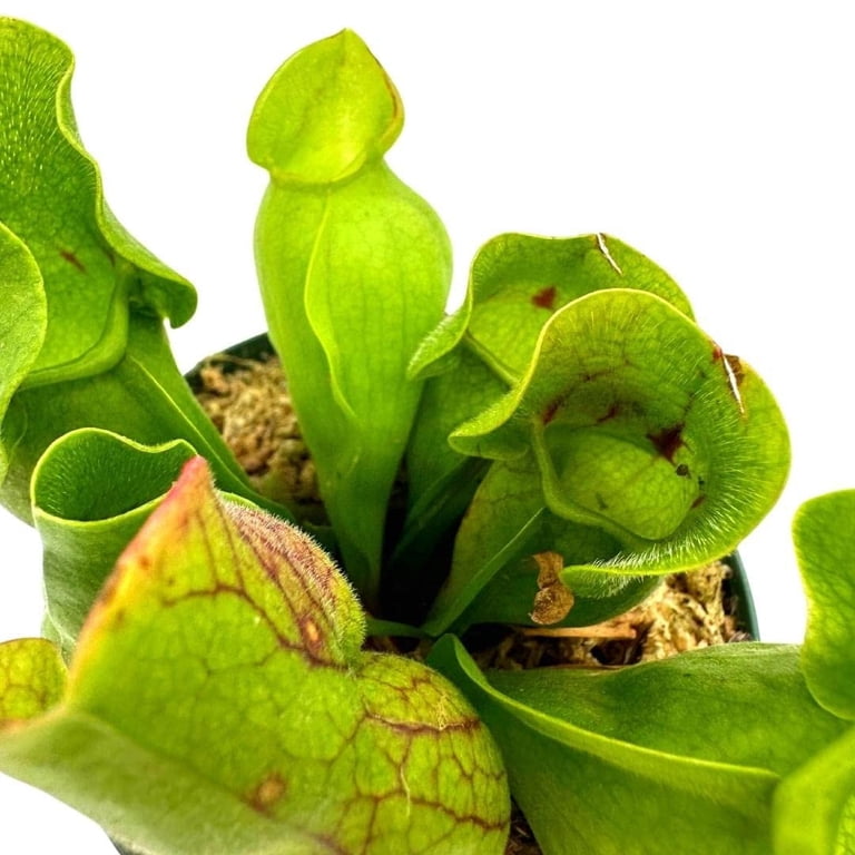 Jumbo Sweet Pitcher Plant, in a 3 Inch Pot, Carnivorous Plant, Sarracenia  pitcherplant - Walmart.com