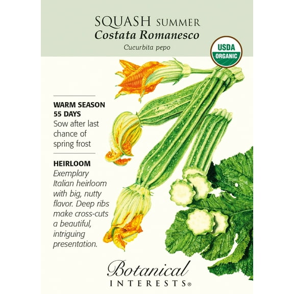 Organic Summer Squash Costata Romanesco Heirloom Seeds - 12 Seeds