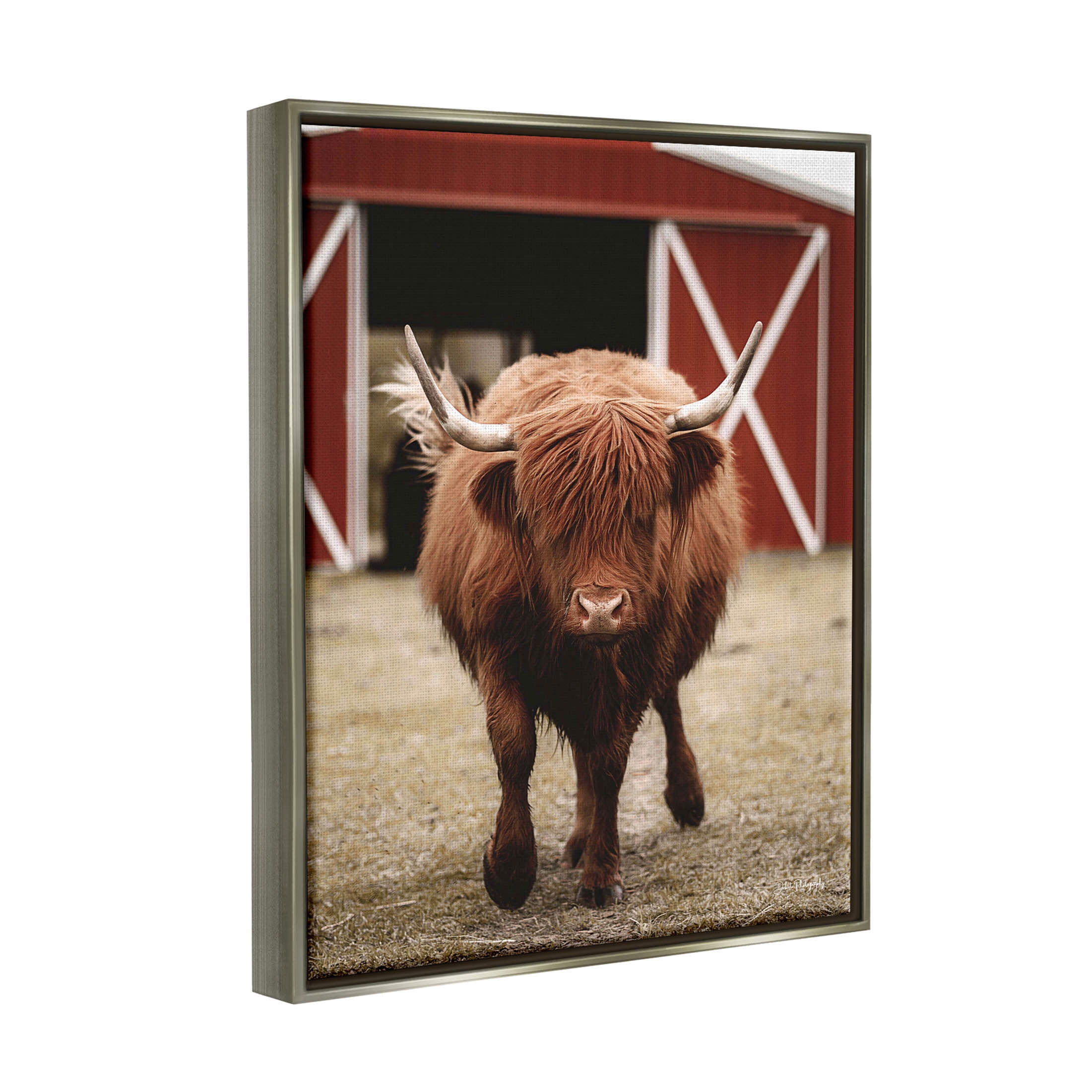 Stupell Industries Trotting Highland Cattle Bold Red Barn Photograph Luster Gray Floating Framed Canvas Print Wall Art, Design by Dakota Diener