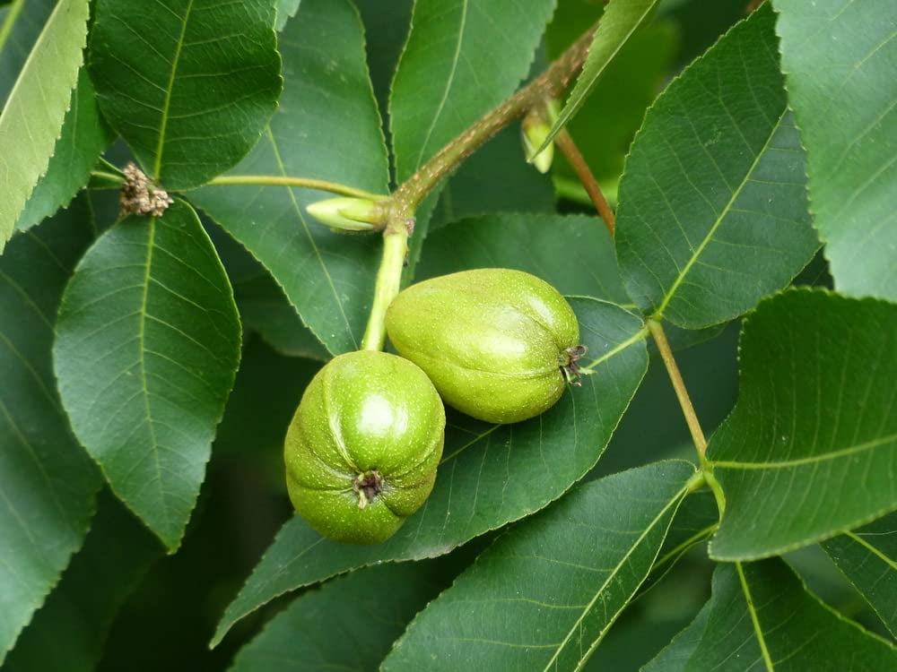 Shagbark Hickory Tree Seeds Edible Fruit and Attractive Bark That