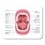 KDAGR Open of Diagram for Anatomy Human Mouth Dental Tongue Chart Health Mousepad Mouse Pad Mouse Mat 9x10 inch