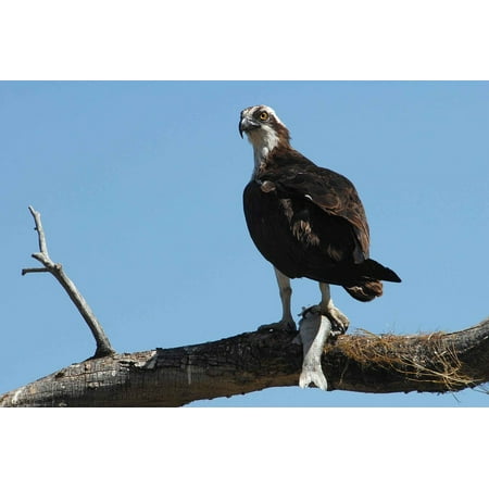 Framed Art for Your Wall Its an Osprey Birds Catch Animals Limb Perches 10x13 (Best Way To Catch White Perch)