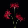 thumbnail image 4 of shiyou-26 Pouces Fleurs Artificielles Rouges de Lys Araignée 4 Pcs Faux Lycoris Radiata Fleurs Équinoxe en Soie pour Vases Bouquets Décoration Maison Bureau Mariage (Rouge), 4 of 4
