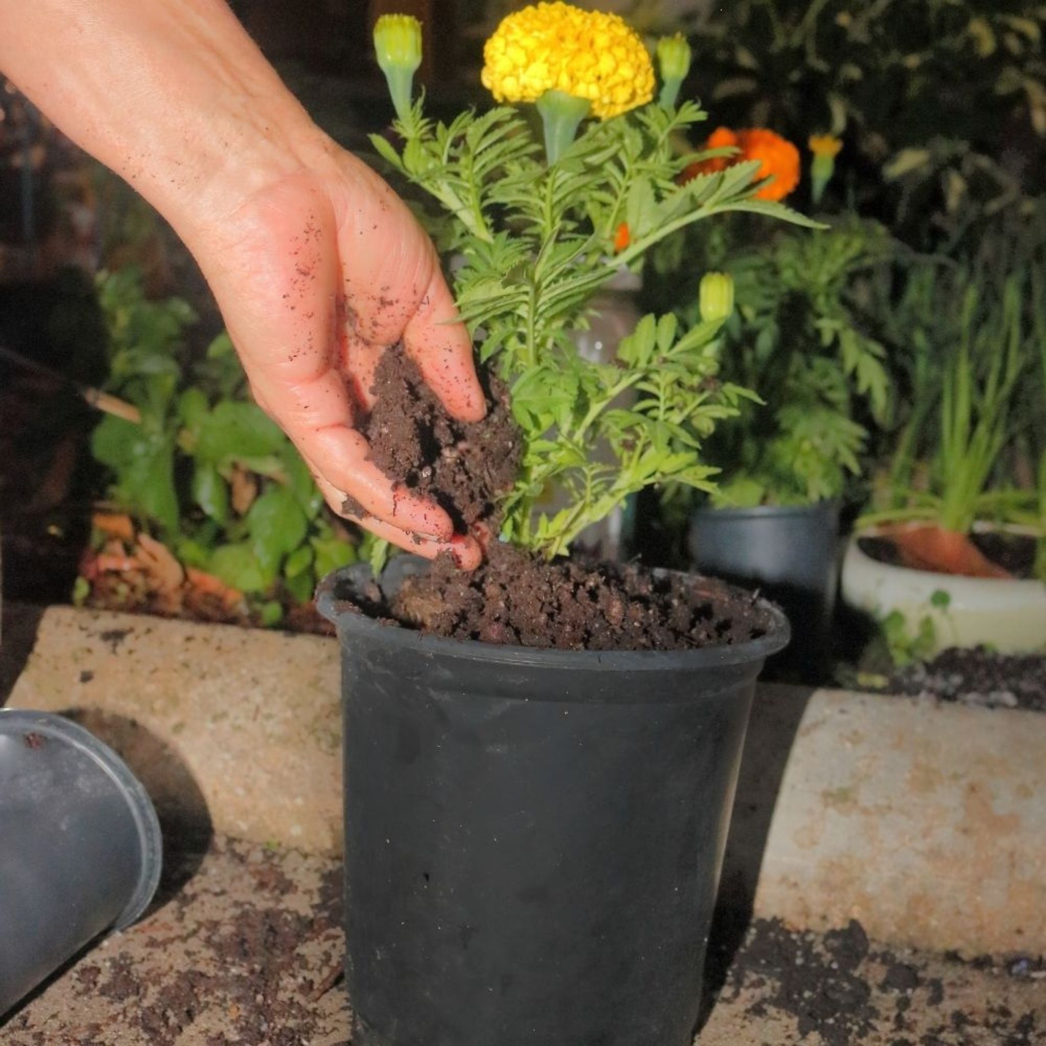 Water Storing Crystals - for Indoor & Outdoor Plants - Mix Crystals with Soil to Reduce The Amount of Watering Needed - Protect Against Heat - Watch Your Garden & Plant Grow (3LB)