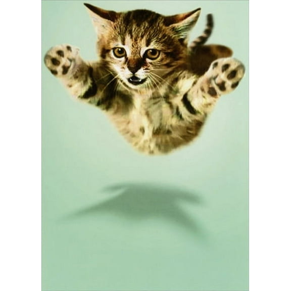 Recycled Paper Greetings Big Kitten Hug Funny / Humorous Birthday Card