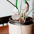 thumbnail image 3 of Bulbo de riego automático en forma de pato, globo de riego para plantas de jardín, gotero con bufanda y sombrero, 3 of 5