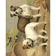 thumbnail image 2 of Shaw, Vero 15x18 White Modern Wood Framed Museum Art Print Titled - Bull Dogs, 2 of 4