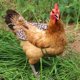 thumbnail image 4 of 5pcs Chicken Saddles Hen Aprons, 4 of 5