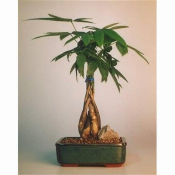 Braided Money Bonsai Tree with Good Luck Tree - Pachira Aquatica - Medium