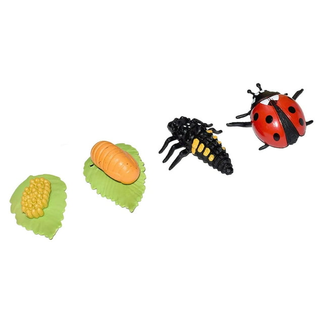 Figura del ciclo de vida de los animales, material didáctico para el aprendizaje preescolar para niños y niñas. mariquita 5x5cm