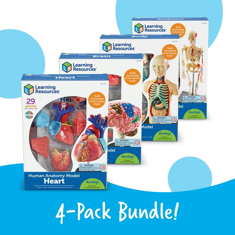 Learning Resources Anatomy Models Bundle Set 4 STEM Teacher