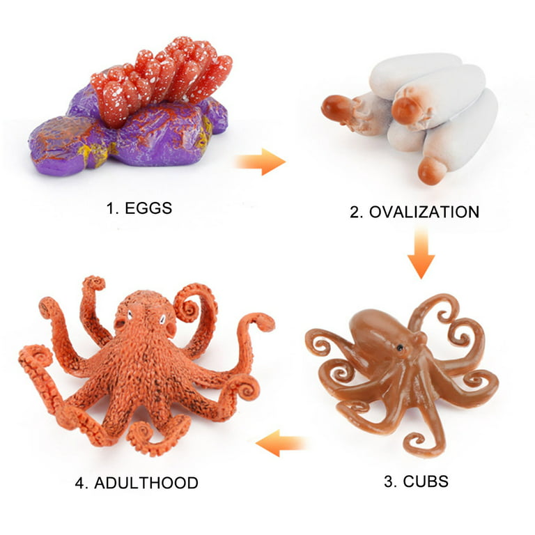 Fridja 4 Piece Octopus Figure Sea Animal Life Cycle Plastic Brood To Period  Educational Toy
