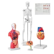 KFFKFF Collection of Human Anatomy Models, Includes Brain, Human Body Torso, Heart, Skeleton, Set of 4, 3D Interactive Study Aids, Instructional Tools for Physiology Students or Educational Resource