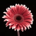 thumbnail image 2 of Frank, Assaf 26x26 White Modern Wood Framed Museum Art Print Titled - AF20120911 Gerbera 015C23, 2 of 4
