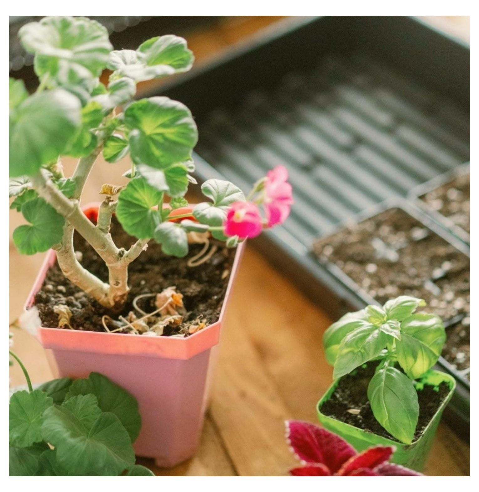 Reusable Seed Starting Trays - Extra Strength No Holes Trays, 5-Pack, for Propagation, Seed Starter, Plant Germination, Seedling Flat, Fodder