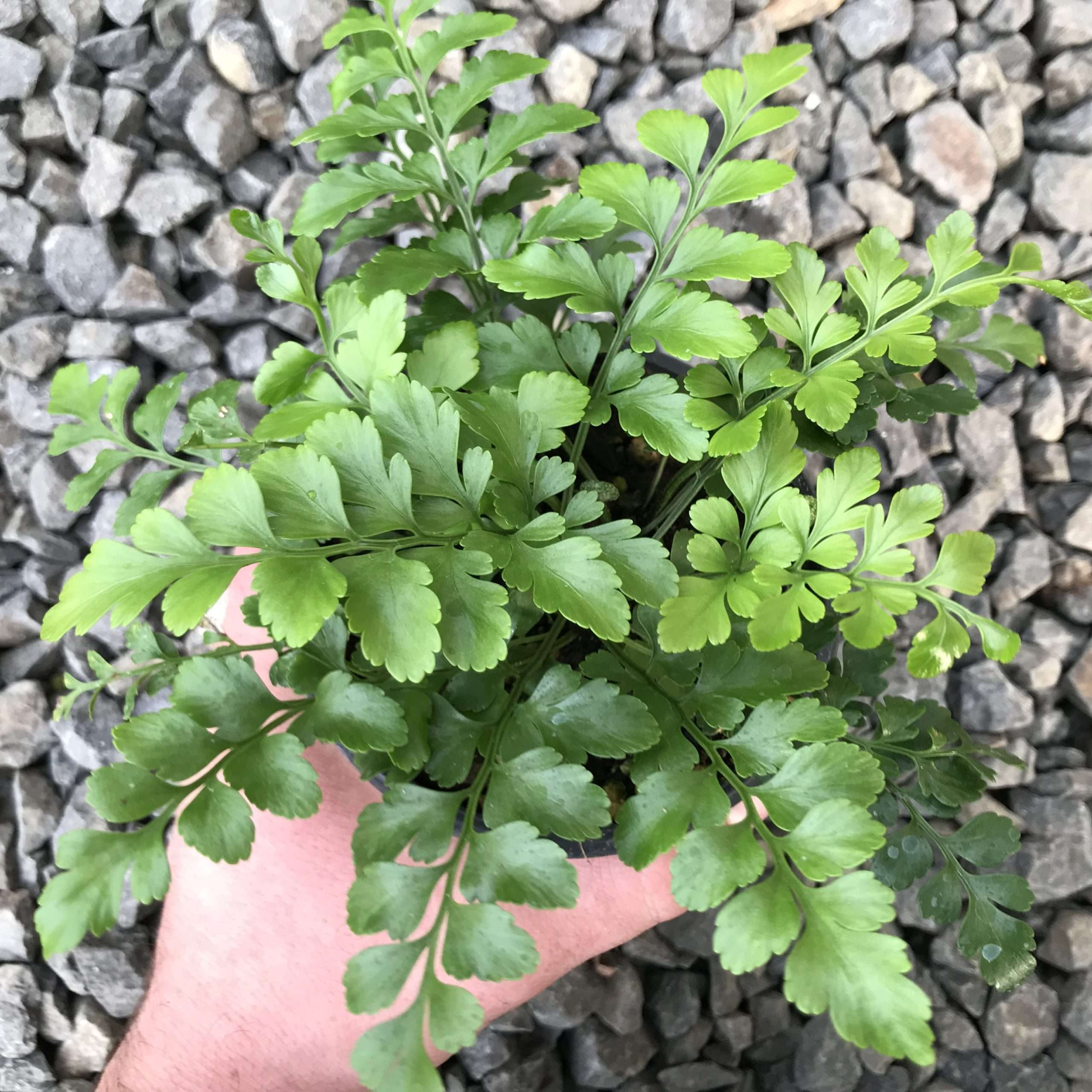 Thirsty Leaves Austral Gem Fern - Thumbnail 3