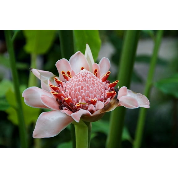 Tropical Seeds -20 Heirloom Flower Seeds -Pink Flowering Tropical Ginger- Etlingera elatior