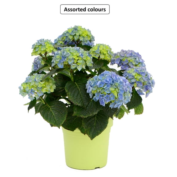 Summerhill #8 Hydrangea Plant, Assorted Colours & Varieties, Outdoor Live Plants for Home Garden