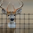thumbnail image 3 of Tenax Deer Fence Premium 7.5-ft x 100-ft Black, 3 of 3
