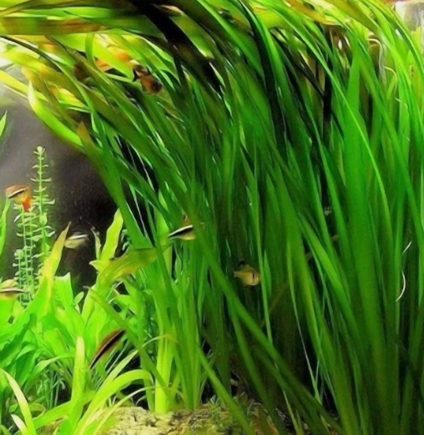 Vallisneria Live Aquarium Plant – Freshwater Aquatic Grass Plant for Fish Tanks & Aquascaping