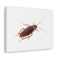 thumbnail image 2 of Majestic Cockroach Art Majestic Cockroach Print Animal Wall Art Wildlife Canvas Prints Wall Art Ready to Hang Unframed, 2 of 18