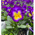 thumbnail image 3 of Halo Violet Hardy Violet Perennial  - Viola - Quart Pot - Live Plant, 3 of 4