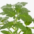 thumbnail image 2 of Better Homes & Gardens 1Pt Better Boy Tomato Plant with Grower Pot, 2 of 4