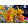 thumbnail image 3 of 5 Seeds YELLOW CANNA LILY Indian Shot Canna Indica Flower Seeds, 3 of 10