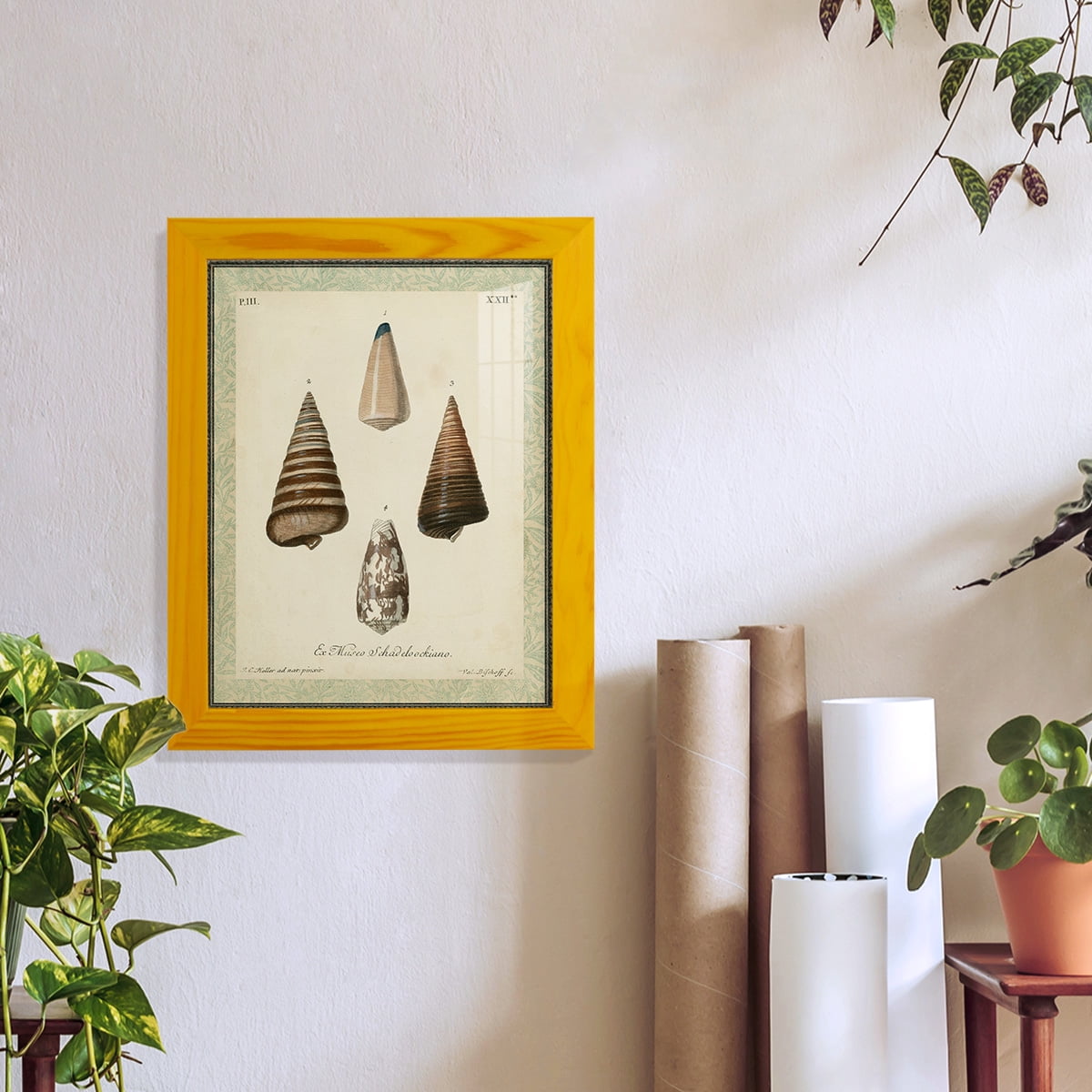 Bookplate Shells VI - Framed Print w/glass - Sunflower Yellow