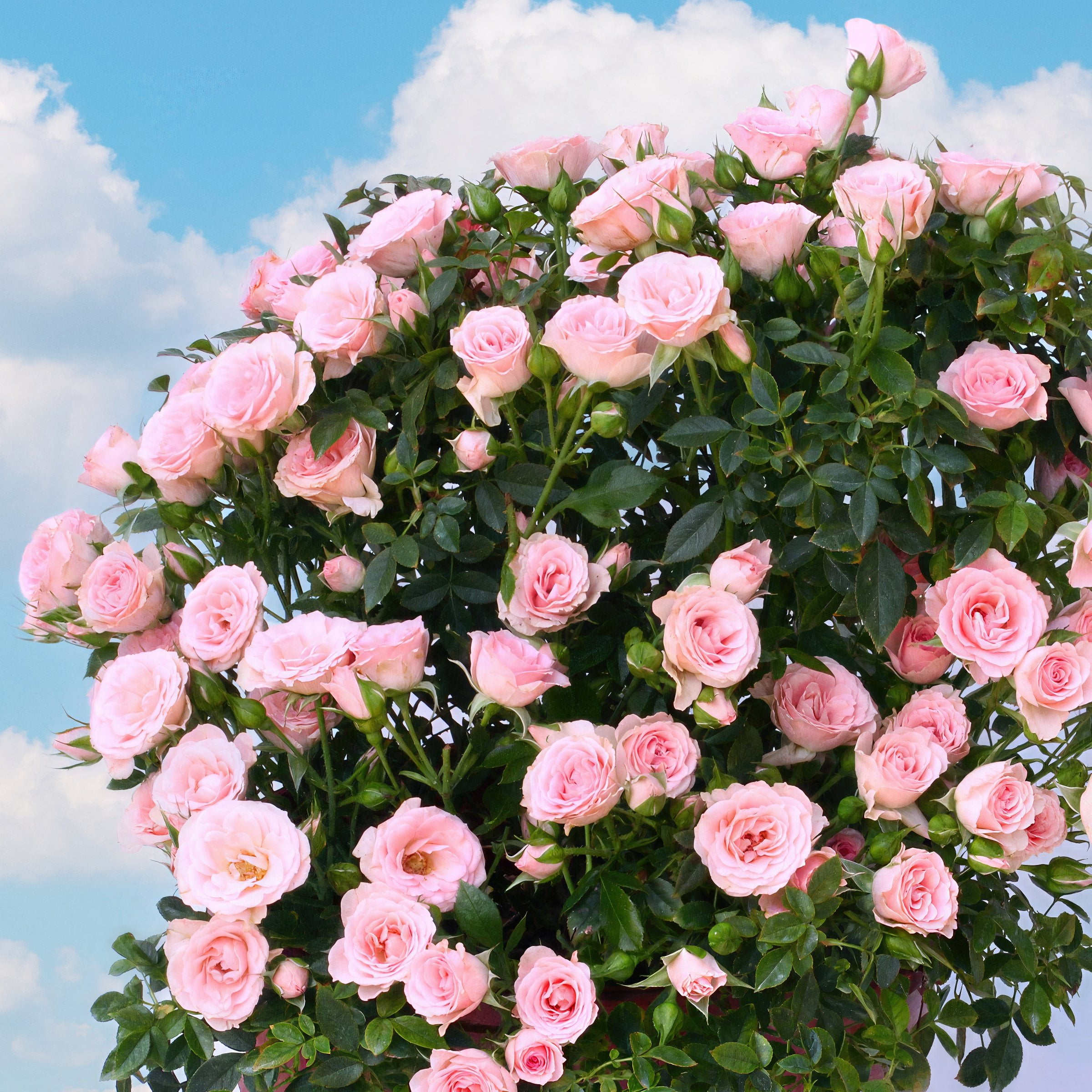 2 gal. Cupcake Rose with Pink Flowers