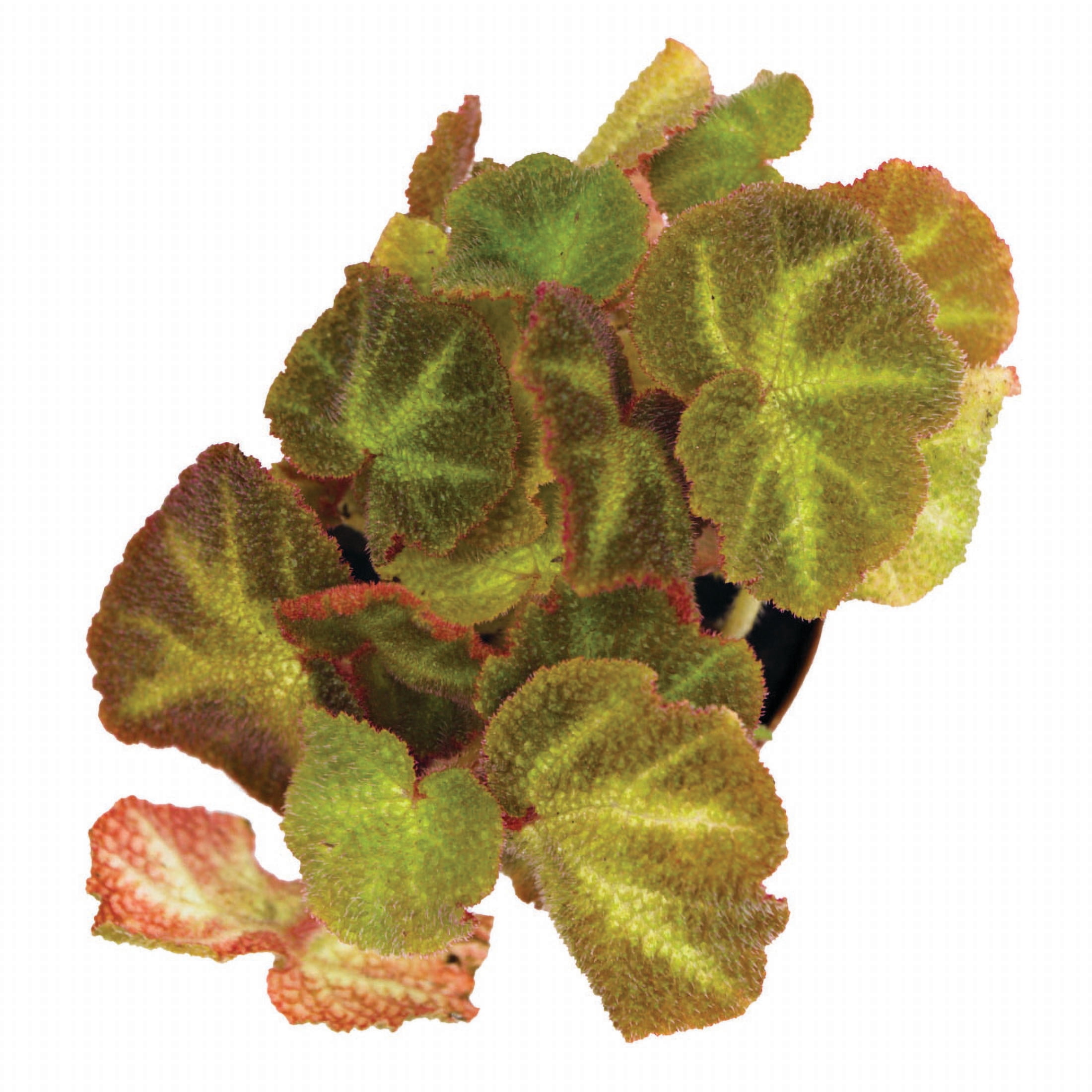 ReptiCulture Assorted Begonia Tropical 2" Pot 3 pk