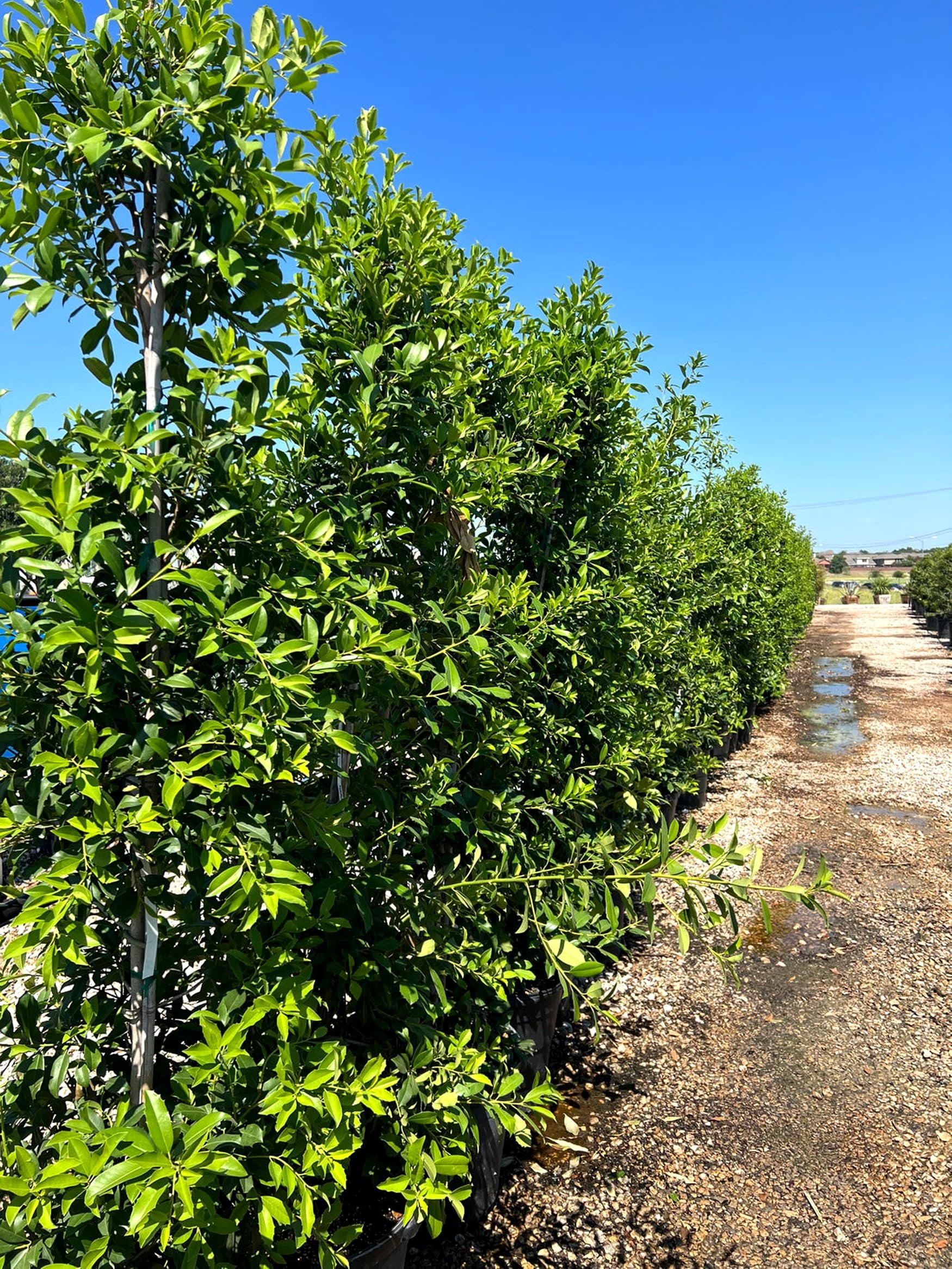 Eagleston Holly Tree  10 Live Plants  Ilex X Attenuata  Beautiful Red Berries  Privacy Screening Hedge Foliage