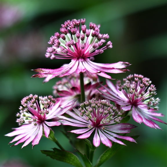Easy to Grow Astrantia Abbey Road 1 Plant Root, Summer Blooms Partial Sun