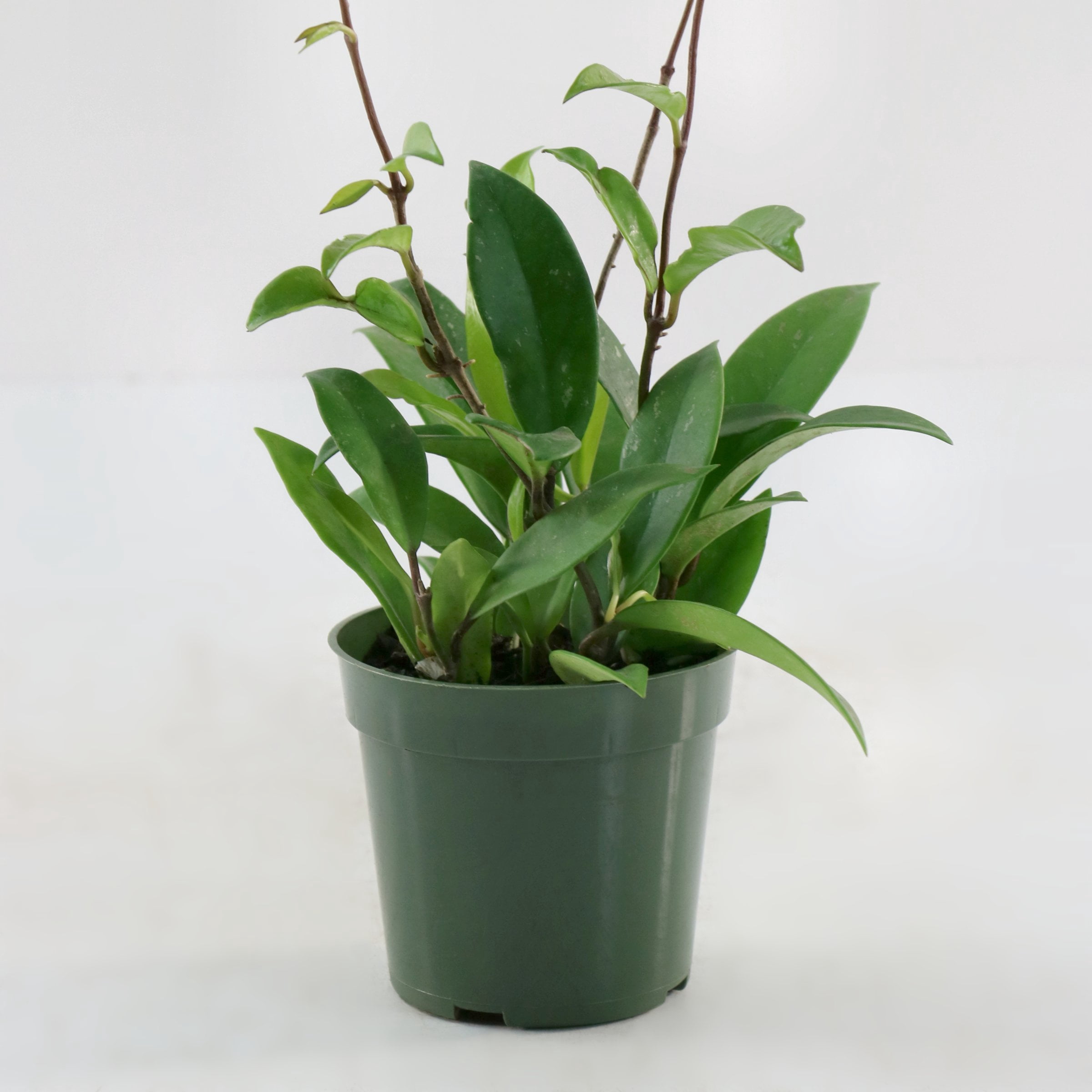4 in. Hoya Pubicalyx Green Plant in Grower Container (3-Pack)