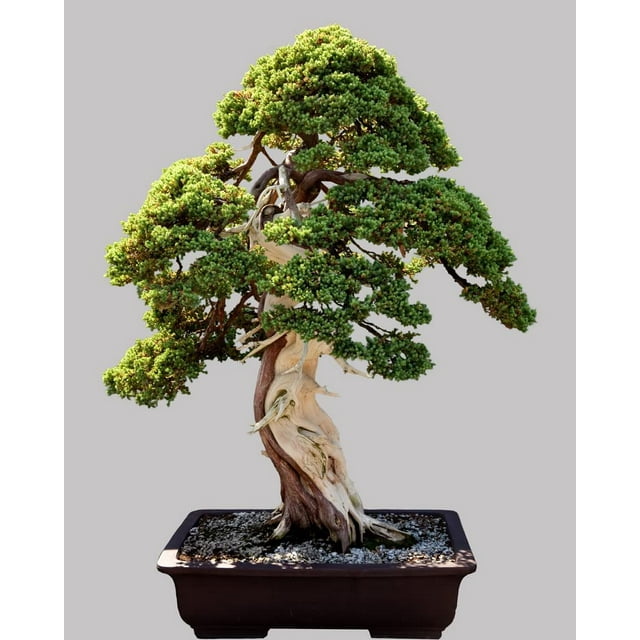 Norway Spruce Bonsai Tree Seeds 30 Seeds Beautiful Evergreen Tree